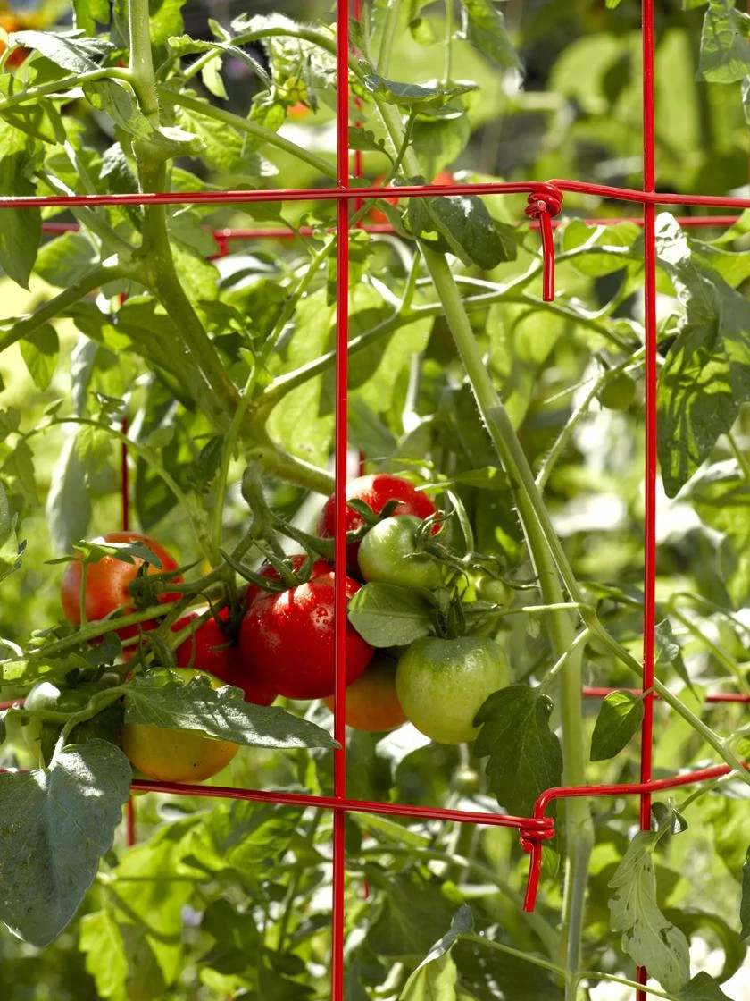 Tomato Cage, Single - Image 2