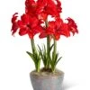 Double Delicious Potted Amaryllis Trio