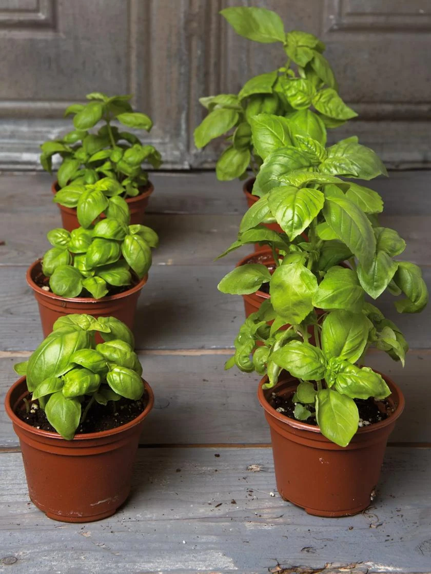 Potting Mix, 20 Qts. - Image 2