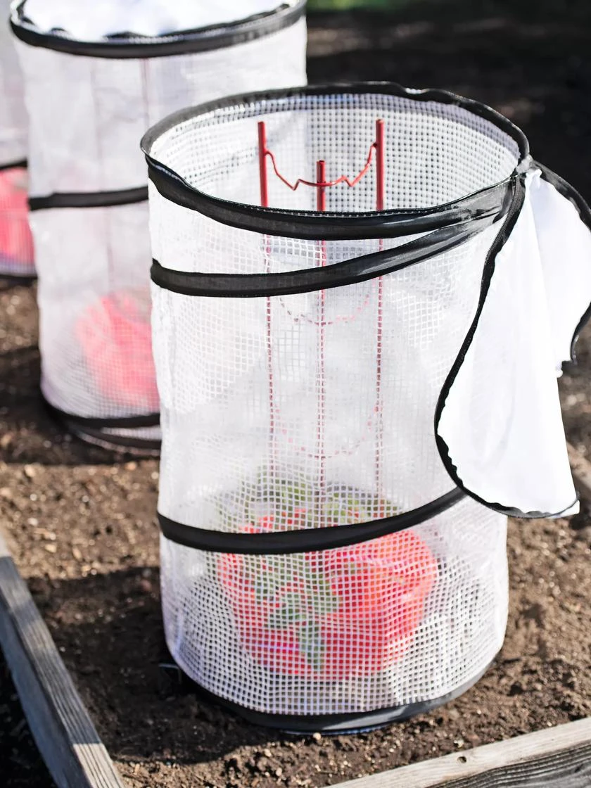 Tomato TLC Kits, Set Of 3 - Image 2