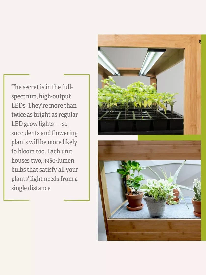 Bamboo LED Grow Light Garden For Succulents And Seeds - Image 10