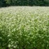 Common Buckwheat Organic Seeds