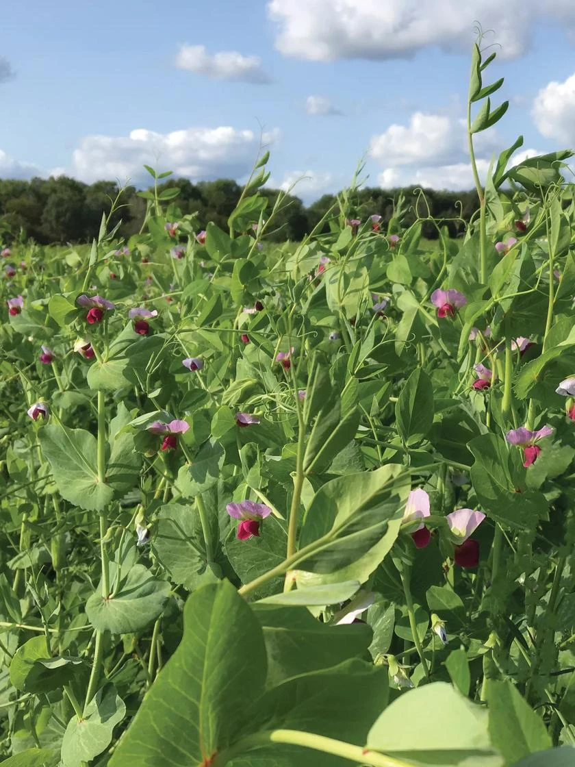 Field Peas, Oats And Vetch Mix Organic Seeds