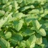 Lemon Balm Organic Seeds