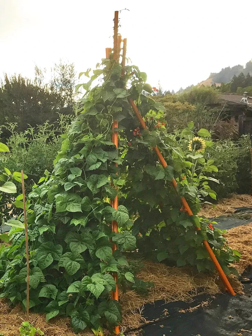 Annabel Tipi Trellis - Image 5