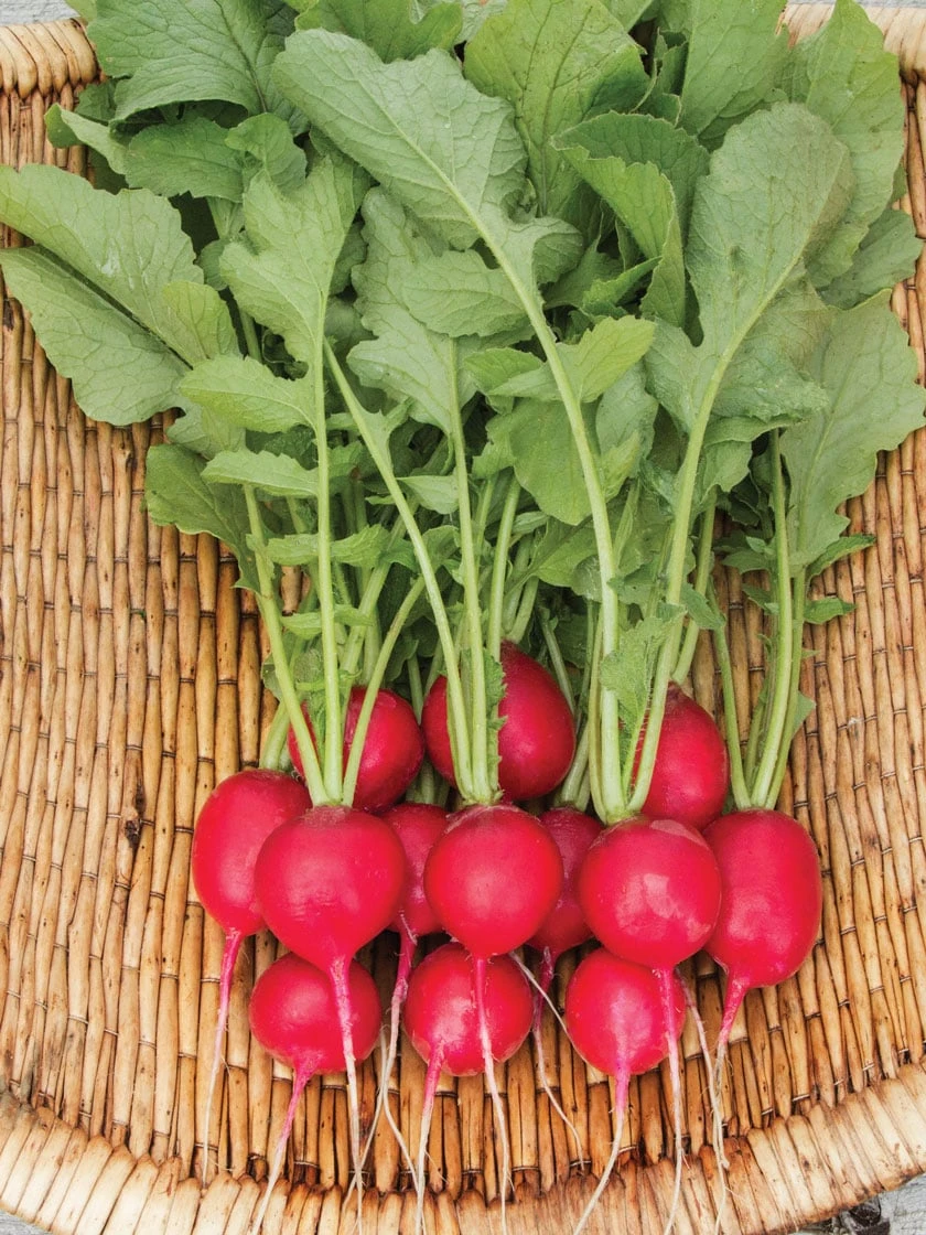 Cherry Belle Radish Organic Seeds - Image 2