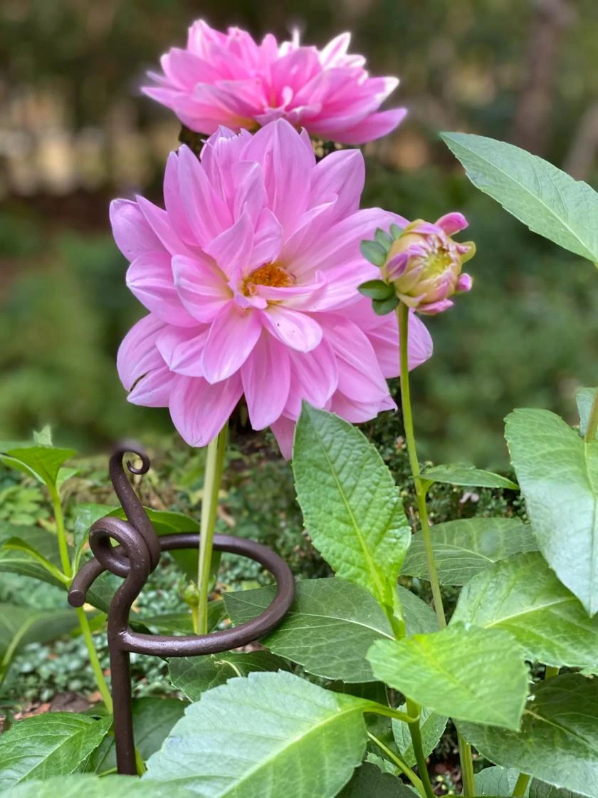 Arden Single Stem Supports, Set Of 2 - Image 3