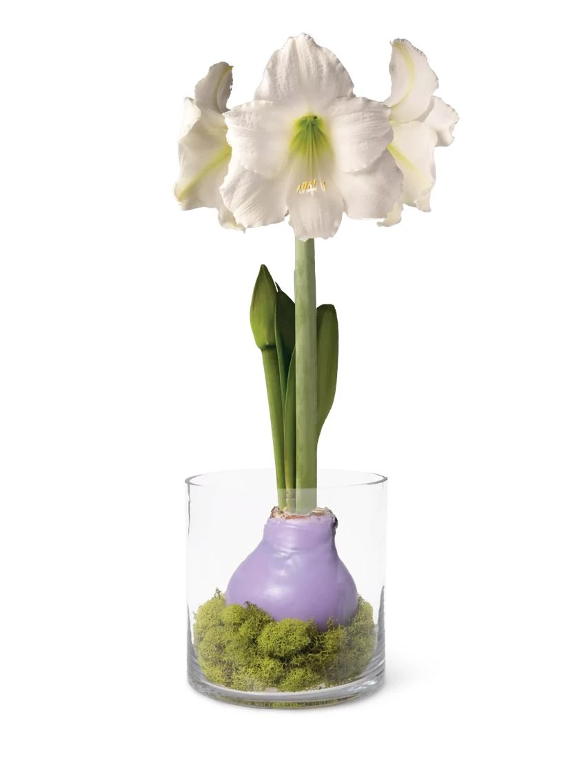 Easy Care Spring Waxed Amaryllis In Vase