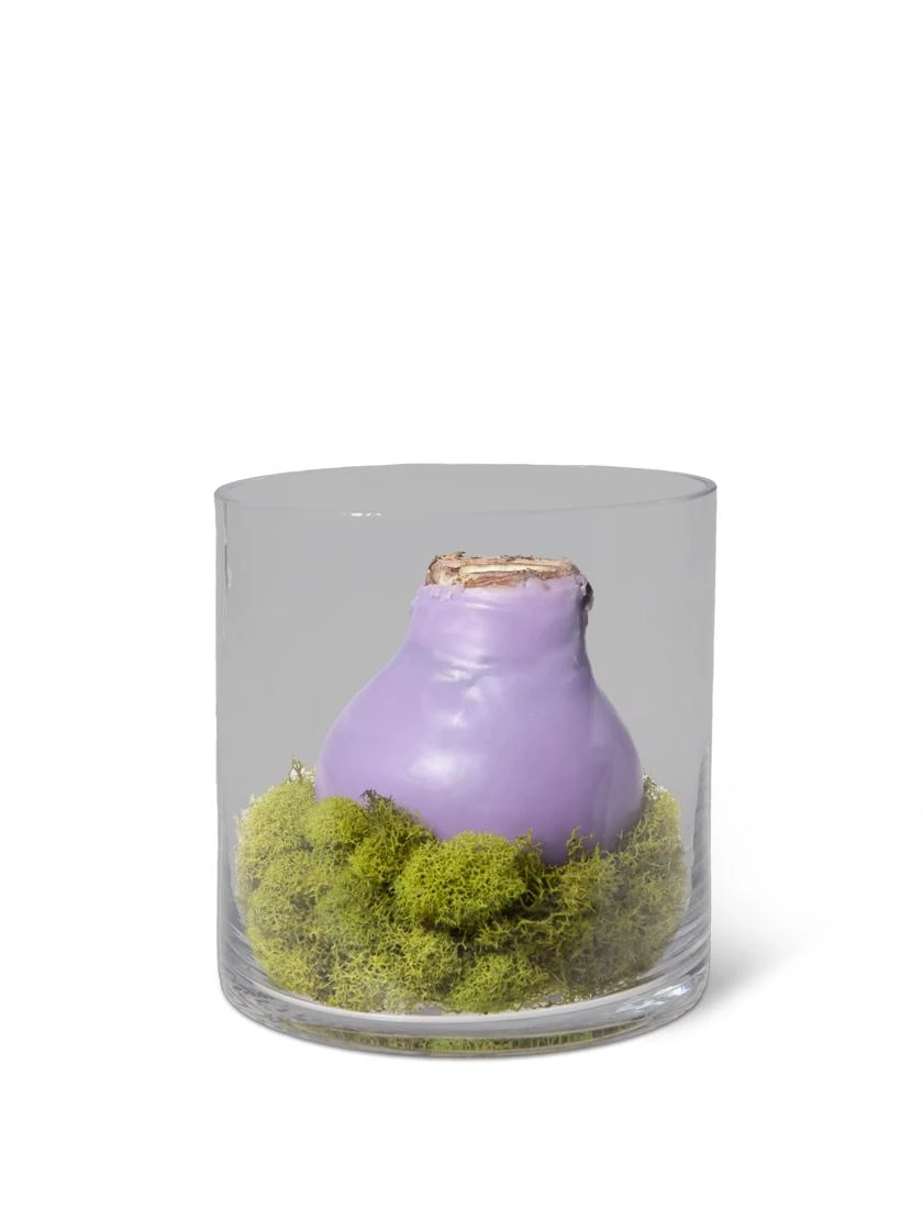 Easy Care Spring Waxed Amaryllis In Vase - Image 2